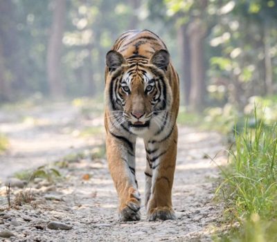 Nepal: Return of the tigers brings both joy and fear