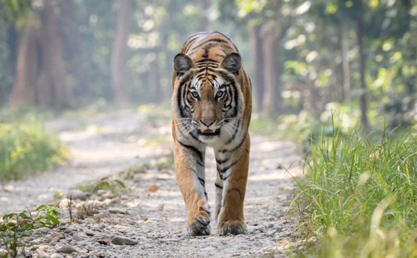 Nepal: Return of the tigers brings both joy and fear